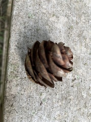 Pseudotsuga wilsoniana