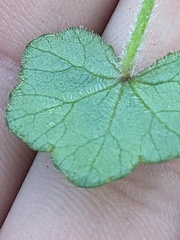 Hydrocotyle acutiloba