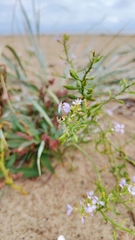 Cakile maritima baltica