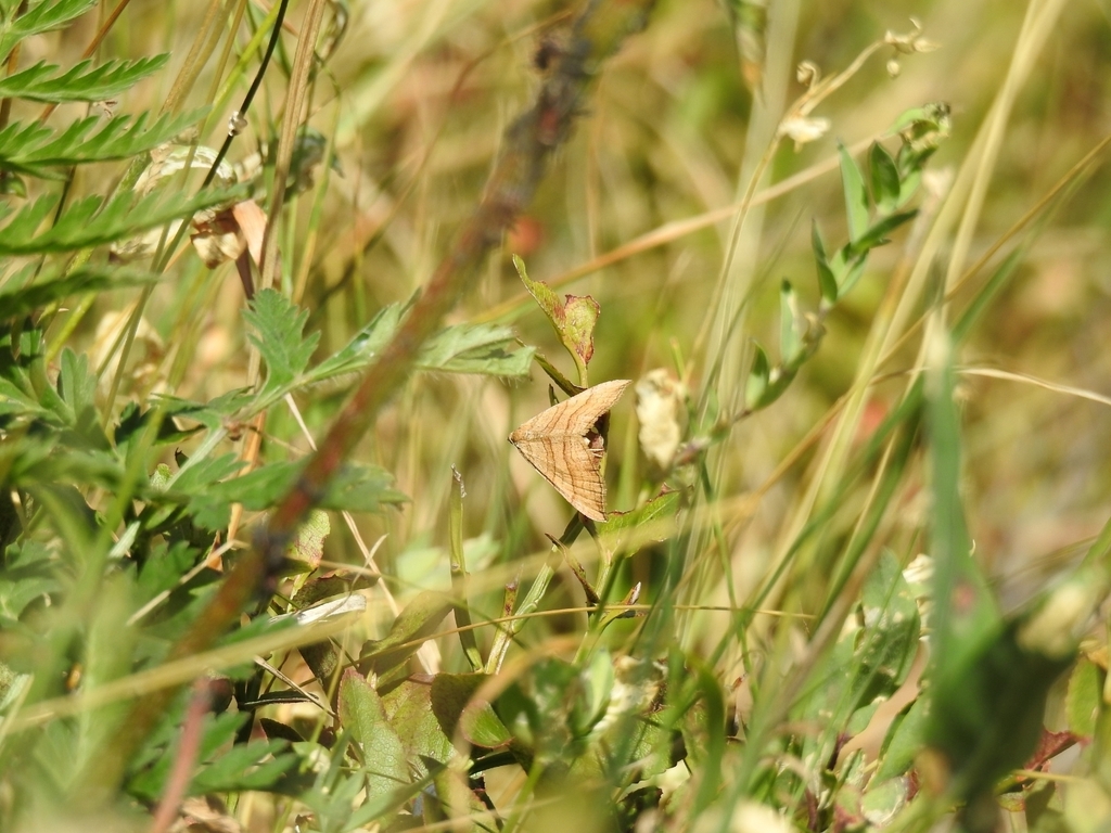 Carsia lythoxylata