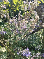 Salvia yangii