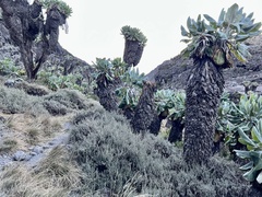 Dendrosenecio