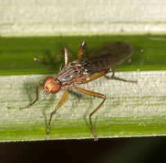 Norellia spinipes