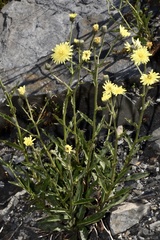 Schlagintweitia intybacea