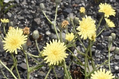 Schlagintweitia intybacea