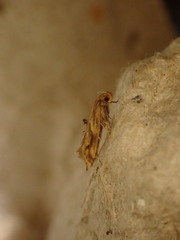 Epermenia falciformis