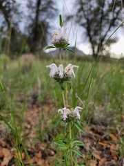 Monarda pectinata