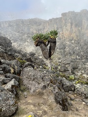 Dendrosenecio