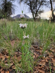 Monarda pectinata