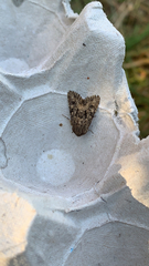 Noctuinae