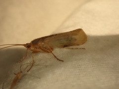 Limnephilus flavicornis