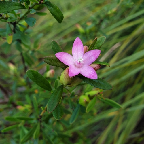 Crowea saligna Andrews