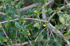 Canthium spinosum