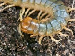 Cormocephalus turneri