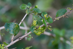 Canthium spinosum