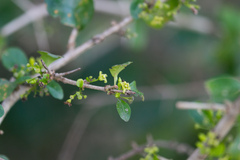 Canthium spinosum