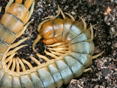 Cormocephalus turneri