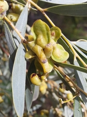 Dasineura glauca