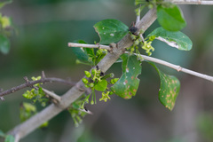 Canthium spinosum