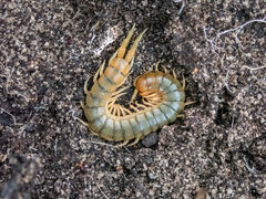 Cormocephalus turneri