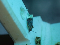 Apotomis betuletana
