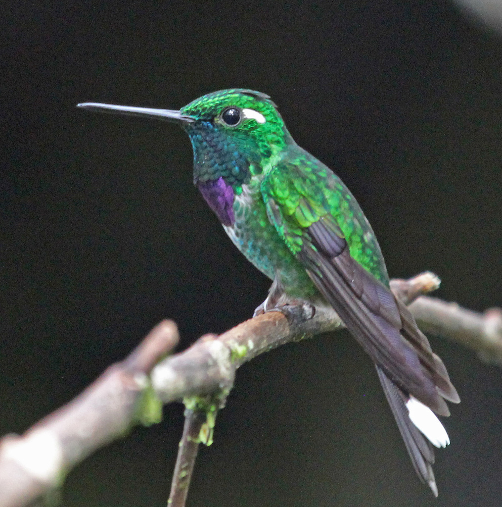 Purple-Bibbed Whitetip