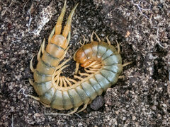 Cormocephalus turneri