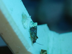 Apotomis betuletana