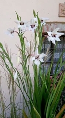 Gladiolus murielae