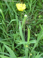 Ranunculus lingua