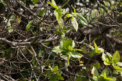 Ficus ingens
