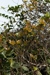 Ficus ingens