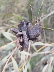 Dasineura glauca