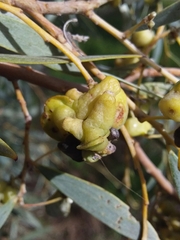 Dasineura glauca