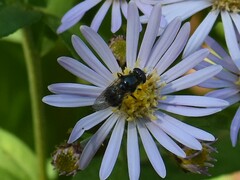 Cheilosia caerulescens
