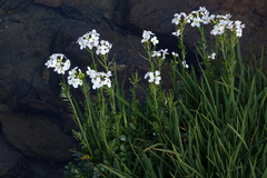 Cardamine uliginosa