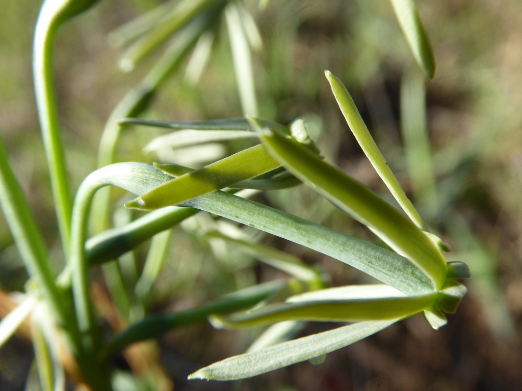 Narcissus viridiflorus; photograph (c) fmunoz, some rights reserved (CC BY)