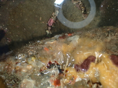 Coryphellina albomarginata