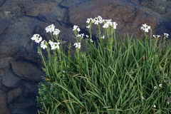 Cardamine uliginosa