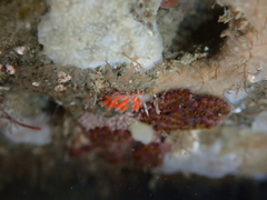 Coryphellina albomarginata