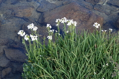 Cardamine uliginosa