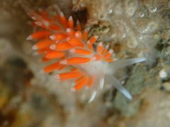 Coryphellina albomarginata