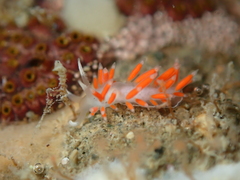 Coryphellina albomarginata