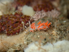 Coryphellina albomarginata