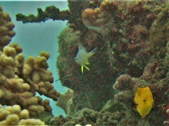 Amblyglyphidodon leucogaster