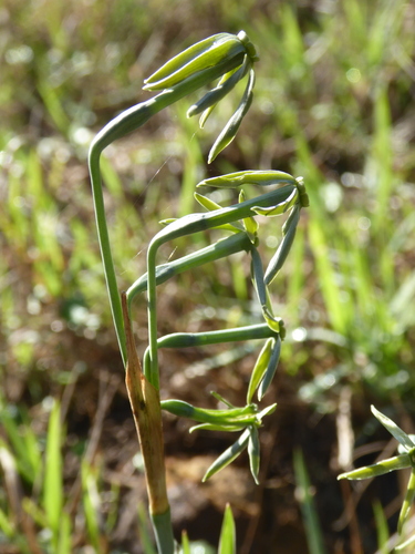 Narcissus viridiflorus