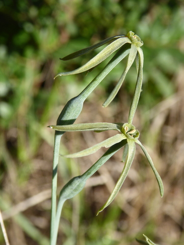 Narcissus viridiflorus, photograph 2
