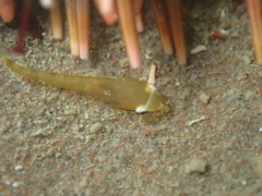 Gastroscyphus hectoris