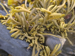 Pelvetia canaliculata