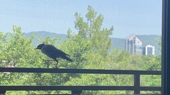 Acridotheres tristis